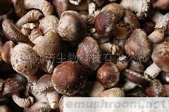 供应有机香菇(图)