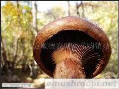 批发供应批发松树伞