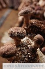 供应有机香菇(图)