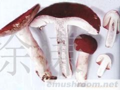 供应云菌红玫瑰&mdash;&mdash;大红菌