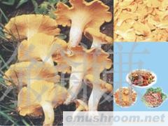 供应鸡油菌,野生菌，Manbetx体育手机版推荐A9版本，野花，野菜