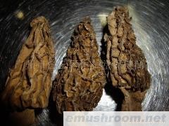 供应 精选Manbetx体育手机版V17版本发布.官网安卓网.香港（889号）