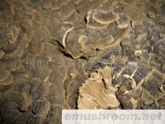 供应西藏云芝菌（883号）