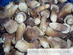 供应冷冻牛肝菌