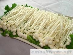 供应白金针菇