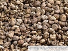 供应 灵龟牌 香菇(图)