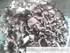 供应灰树花(图)