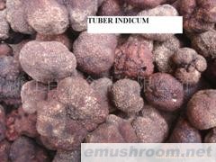 供应新鲜黑块菌(图)