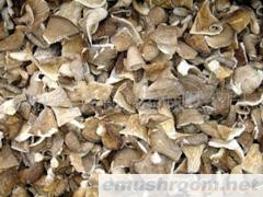 供应优质干平菇片(图)