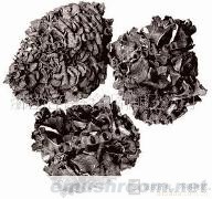 供应新产季灰树花(图)