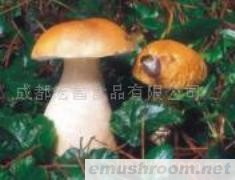 供应鲜品松茸、牛肝菌、鸡油菌、黑虎掌、Manbetx体育手机版推荐A9版本等。