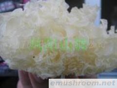 供应白木耳
