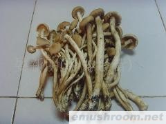 供应茶树菇