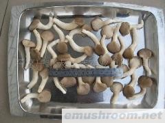 供应速冻姬菇