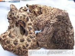 批发供应野生菌，四川Manbetx体育手机版推荐A9版本，山珍，黑虎掌，出口产品