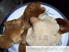 批发供应野生菌干品，鲜品，盐渍，保鲜，冰冻ManBetX体育