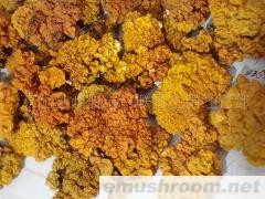 供应野生ManBetX体育鲜品。野生菌干品，金耳