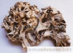 供应野生菌,Manbetx体育手机版推荐A9版本,山珍,树花菌,中餐野生菌,火锅