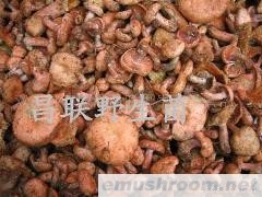 供应红汁乳菇