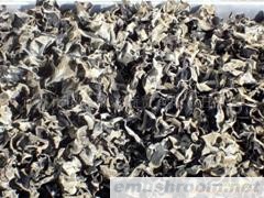 供应三峡八珍-黑木耳