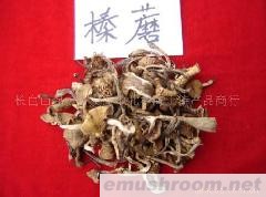 批发供应野生榛磨