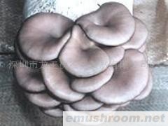 供应平菇