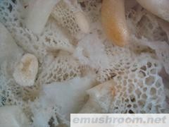 供应梦幻森林土特产 酒店特色菜 ManBetX体育 长裙竹荪