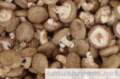 供应速冻和新鲜香菇(图)