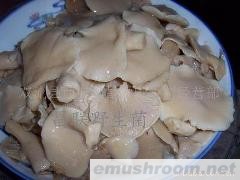 供应四川山珍 野生菌 野山菌 Manbetx体育手机版V17版本发布.官网安卓网.香港 鲜、干、盐渍