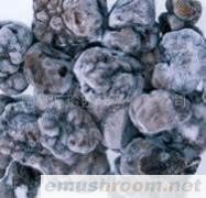 供应冷冻块菌(图)