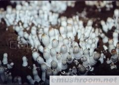 批发供应鸡腿菇