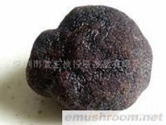 供应块菌