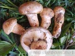 供应老人头干品