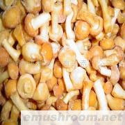 供应滑子蘑产品