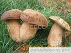 供应野生菌，牛肝菌，ManBetX体育，青头菌