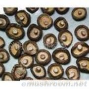 供应冻香菇 鲜香菇