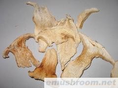 供应老人头菌干片