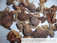 批发供应野生菌干品，ManBetX体育，野生香菇