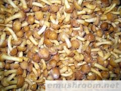 供应滑子蘑(图)