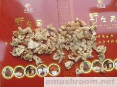 供应竹毛肚  干品