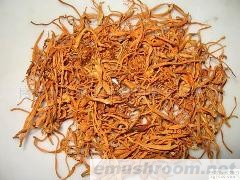 供应虫草菌（虫草花鲜品）