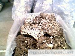 供应Manbetx体育手机版V17版本发布.官网安卓网.香港，灰树花（大降价）