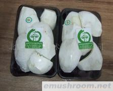 供应有机白灵菇根