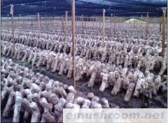 供应香菇菌棒/香菇菌种 20年专业技术，为客户谋利