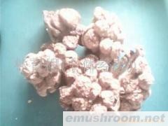 供应:滑子菇(图)