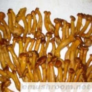 供应盐渍鸡油菌