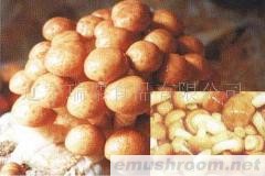 供应速冻滑子蘑