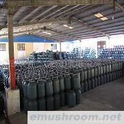 供应盐渍蘑菇，醋酸蘑菇，蘑菇罐头