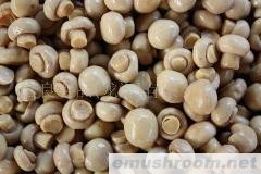 供应出口盐渍蘑菇