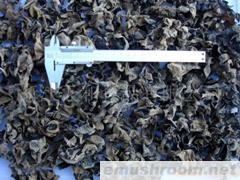 供应椴木黑木耳
